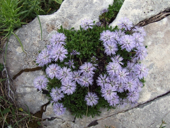 Fioriture in quota